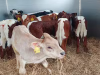 Buqa, Simmental cattle — 1-rasm
