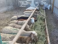 Oveja, Tian-Shan semifinewool sheep — foto 3
