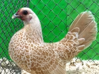 Sebright — foto 1