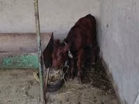 Vaca, Ganado vacuno — foto 2