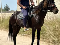 At, Karabakh horse — foto 4