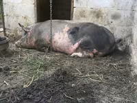 Boar, Pigs — photo 3