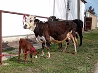 Корова, Simmental cattle — фото 1