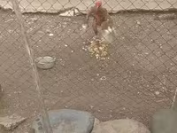 Chickens — foto 5