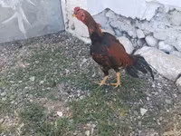 Chickens — photo 5