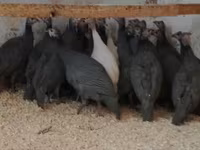 Guinea fowl — 1-rasm