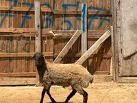 Qoç, Qoyunlar — foto 2