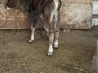 Bull, Alatau breed — photo 4