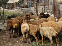 Schafe (Partie, Geschlecht nicht angegeben), Karabakh sheep — Foto 3