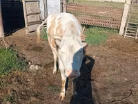 İnək, Simmental cattle — foto 2
