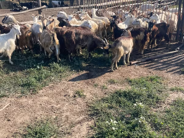 Keçi, Keçilər