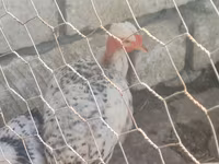 Chickens — photo 4