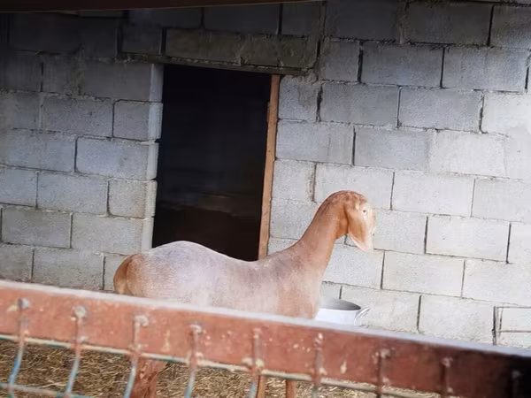 Goat, Goats