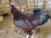 Chickens — foto 2