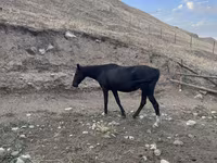 Madyan, Anglo-Arabian — foto 2