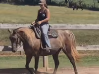 Yegua, Kentucky mountain daddle horse — foto 3