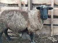 Qoʻchqor, Romanov sheep — 2-rasm