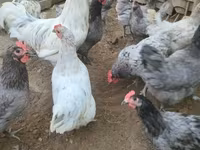 Australorp — foto 2