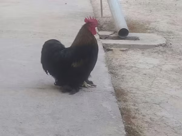Chickens