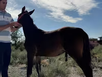 Mare, Akhal-Teke — photo 4