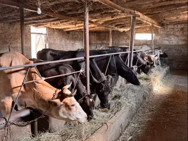 गाय, मवेशी