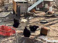Pekin Bantam — foto 3