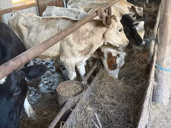Vaca, Ganado vacuno