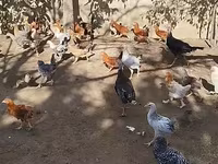 Chickens — photo 5