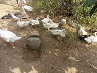 Ducks — foto 2