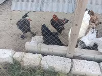 Brahma — Foto 7
