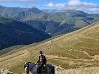 At, Azerbaijan horse — foto 3