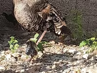 Slovenian Silver Hen — foto 4