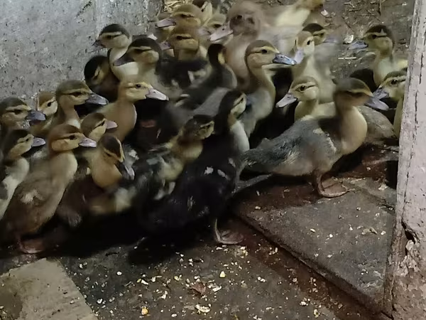 Ducks