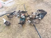 Domestic Muscovy — photo 1