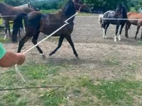 At, Hucul pony — foto 2