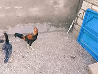 Chickens — foto 1