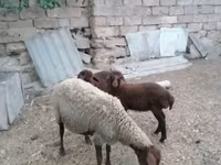भेड़, भेड़ — फ़ोटो 5
