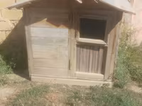 Taxta it evi / dam - Material: qalın taxta karkas, taxta obşivka - — 照片 3