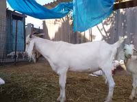 Keçi, Saanen goat — foto 7