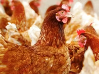 Hisex — Foto 8