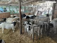 Qoyun, Dorper sheep — foto 2