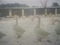 Chickens — 4-rasm