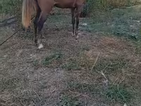 公马, Horses — 照片 3