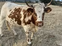 Cow, Cast cow — photo 2