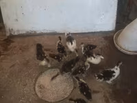 Ducks — फ़ोटो 2
