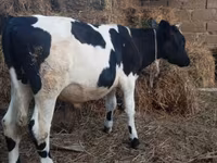 Buğa, Russian Black pied cattle — foto 4