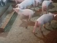 Eber, Schweine — Foto 3
