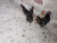 Ayam Cemani — Foto 1