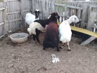 公羊, Sheep — 照片 2