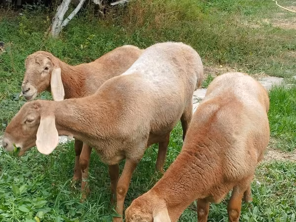 Schaf, Arashan sheep